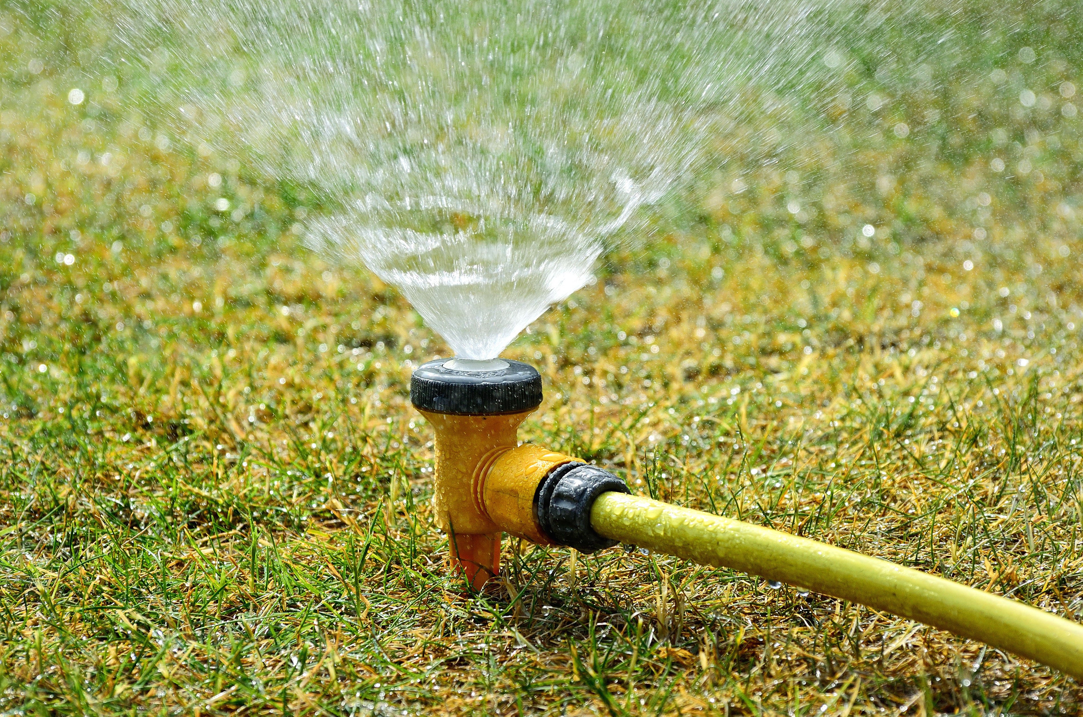 Water early in the morning or late in the day (Alamy/PA)