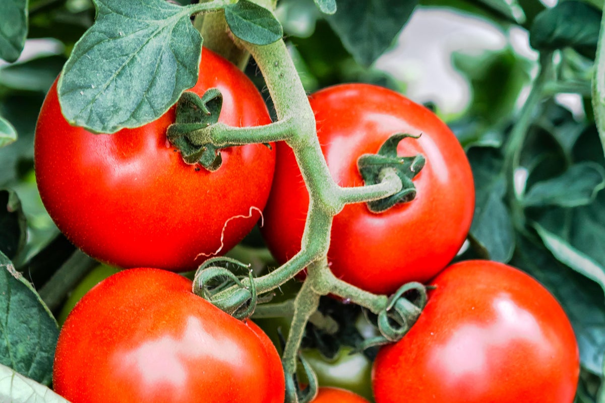 Dozens sick from salmonella outbreak linked to tomatoes
