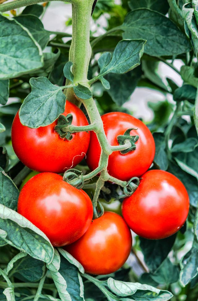<p>Growing tomatoes in a greenhouse (Alamy/PA)</p>