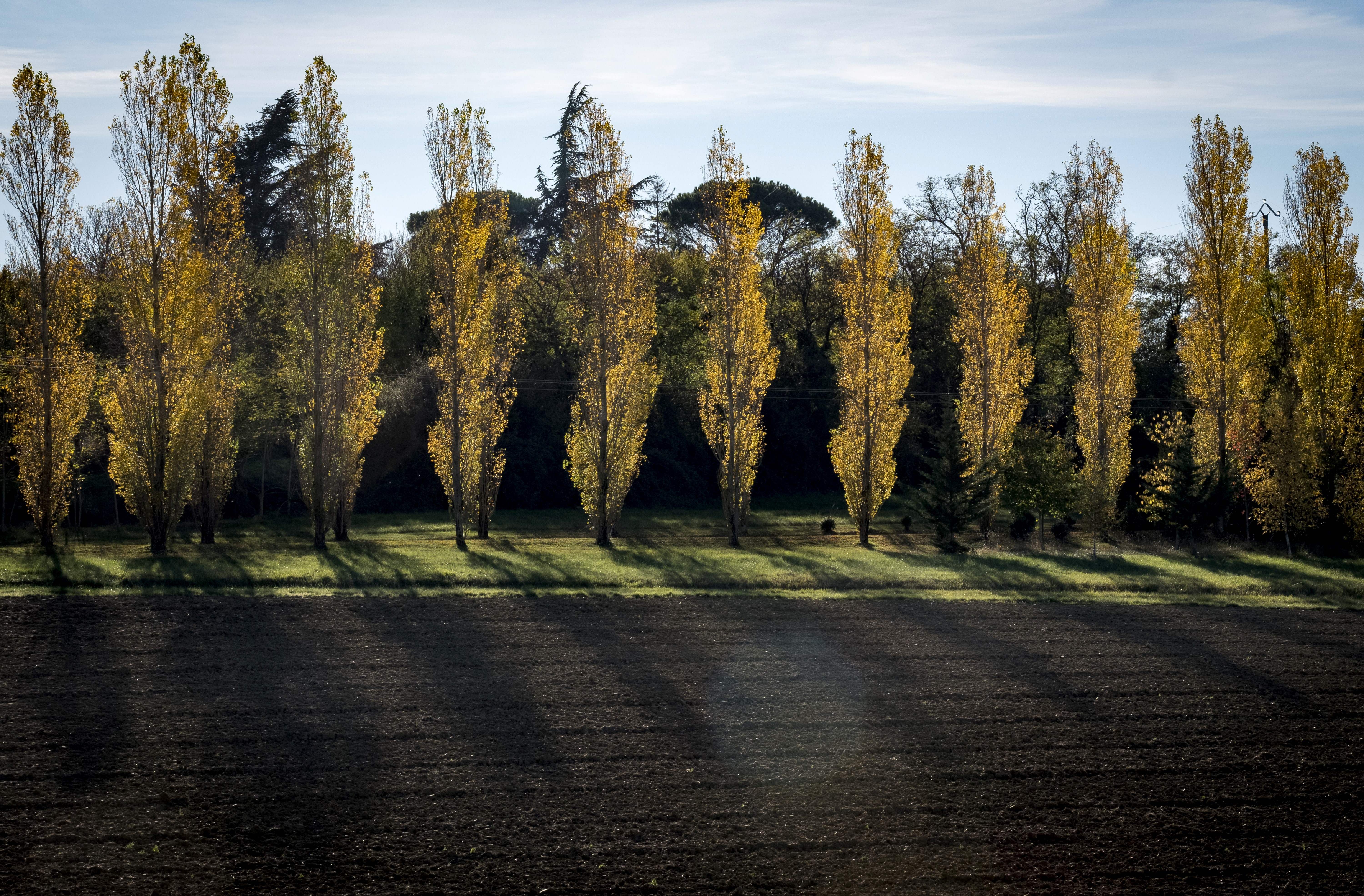 File. Poplar trees in Nailloux near Toulouse, France