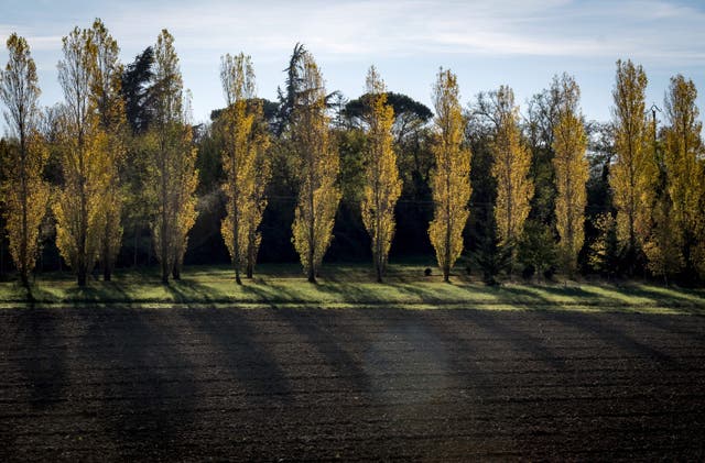 <p>File. Poplar trees in Nailloux near Toulouse, France </p>