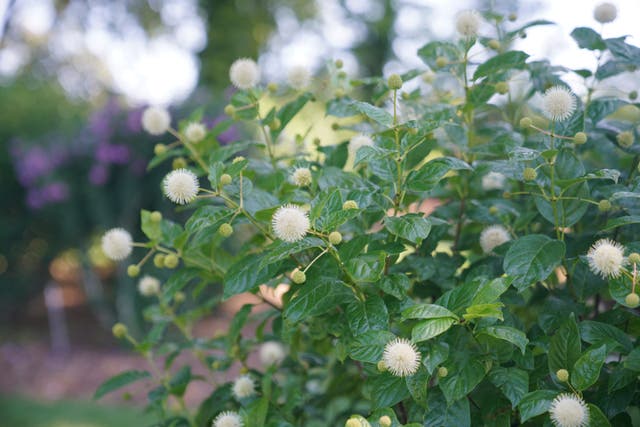 Gardening-Button Bush