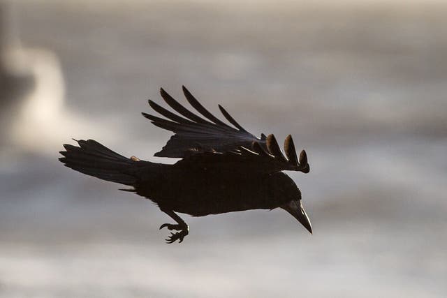 City birds have been found to be carriers of antibiotic resistant bacteria (Ben Birchall/PA)