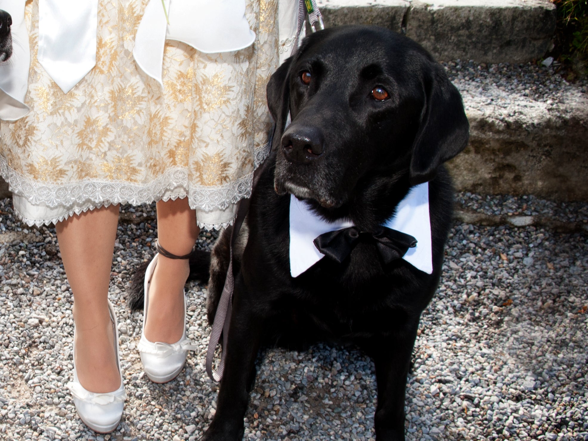 Woman leaves her sister’s wedding early after her service dog wasn’t allowed