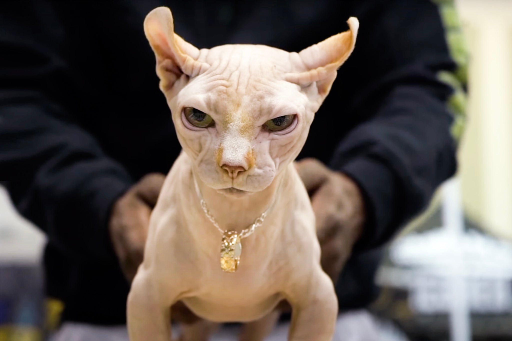 The “Bullycats” are the new cat breed created by mixing the hairless gene of Sphynx cats with the short-legged gene of Munchkin cats