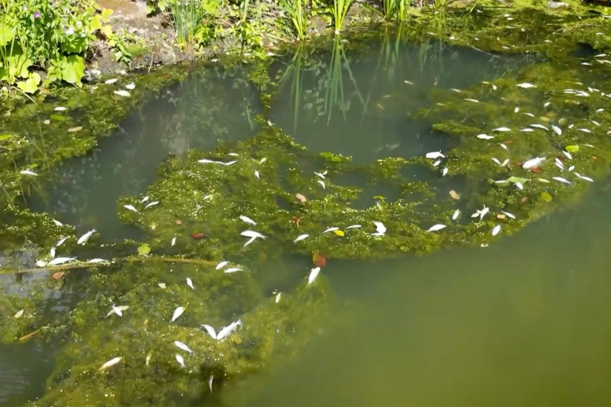 Poisoned fish have been spotted in the West Midlands canal