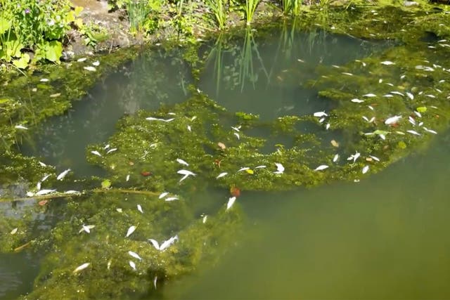 <p>Poisoned fish have been spotted in the West Midlands canal </p>