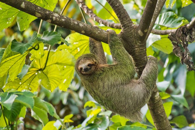 <p>An adult pale-throated sloth hangs from a tree. Sloth virus spreads through the bite of infected midges (pictured).  Oropouche virus was first detected in 1955. </p>