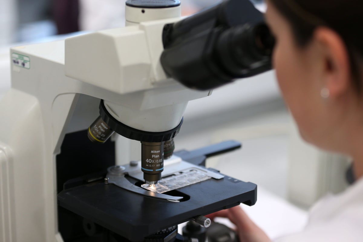 The tea sweetener that could become a natural, cost-effective cancer therapy