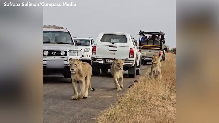 <p>Moment impatient motorist drives truck into lion crossing road so he can get past.</p>