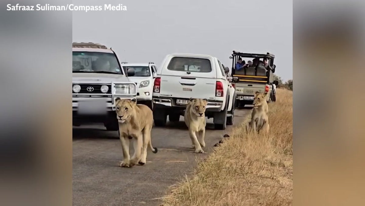 Impatient motorist drives truck into lion crossing road so he can get past