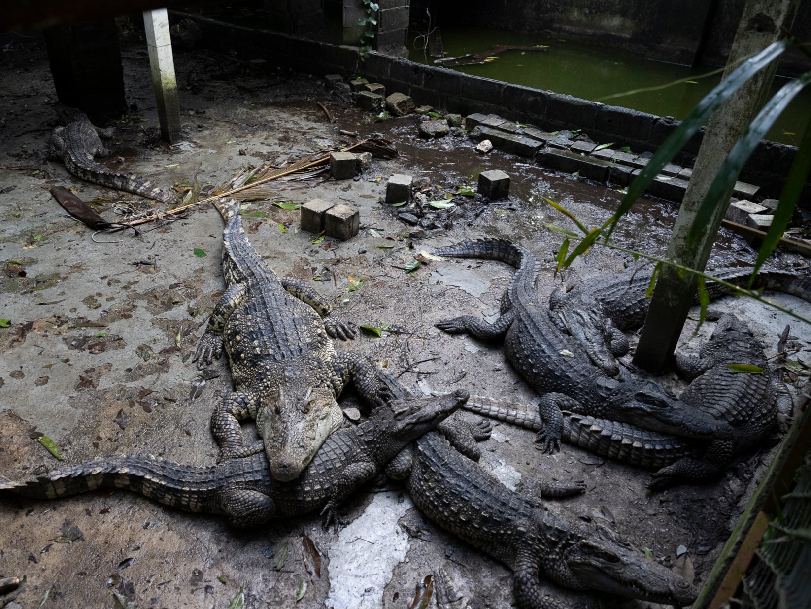 Crocodiles were seen in a cage