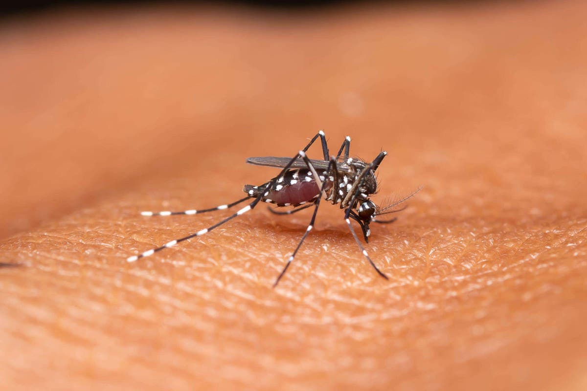 Parks and fields closed in Massachusetts cities due to deadly mosquito-borne virus