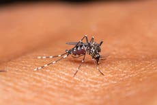 Deadly mosquito virus has put Massachusetts towns on high alert. Here’s what to know