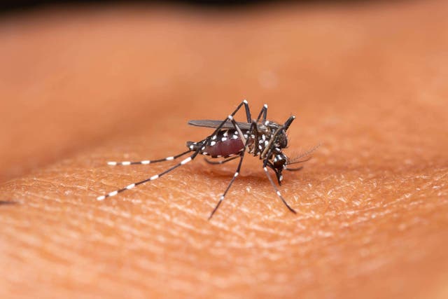 A female Anopheles mosquito engorged while feeding on human skin (Alamy/PA)