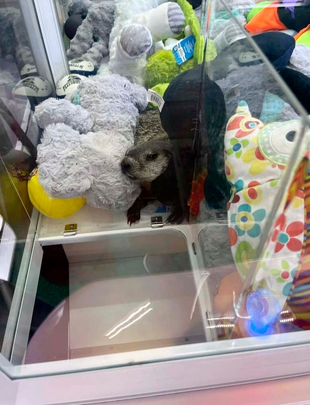A stowaway groundhog is elevated to local icon