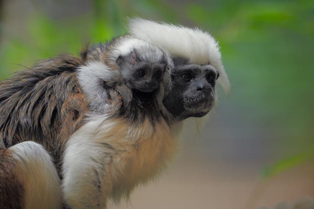 <p>Cotton-top tamarin monkey Maxi and her newborn baby at (Longleat Safari Park in Wiltshire (Longleat Safari and Adventure Park/PA)</p>