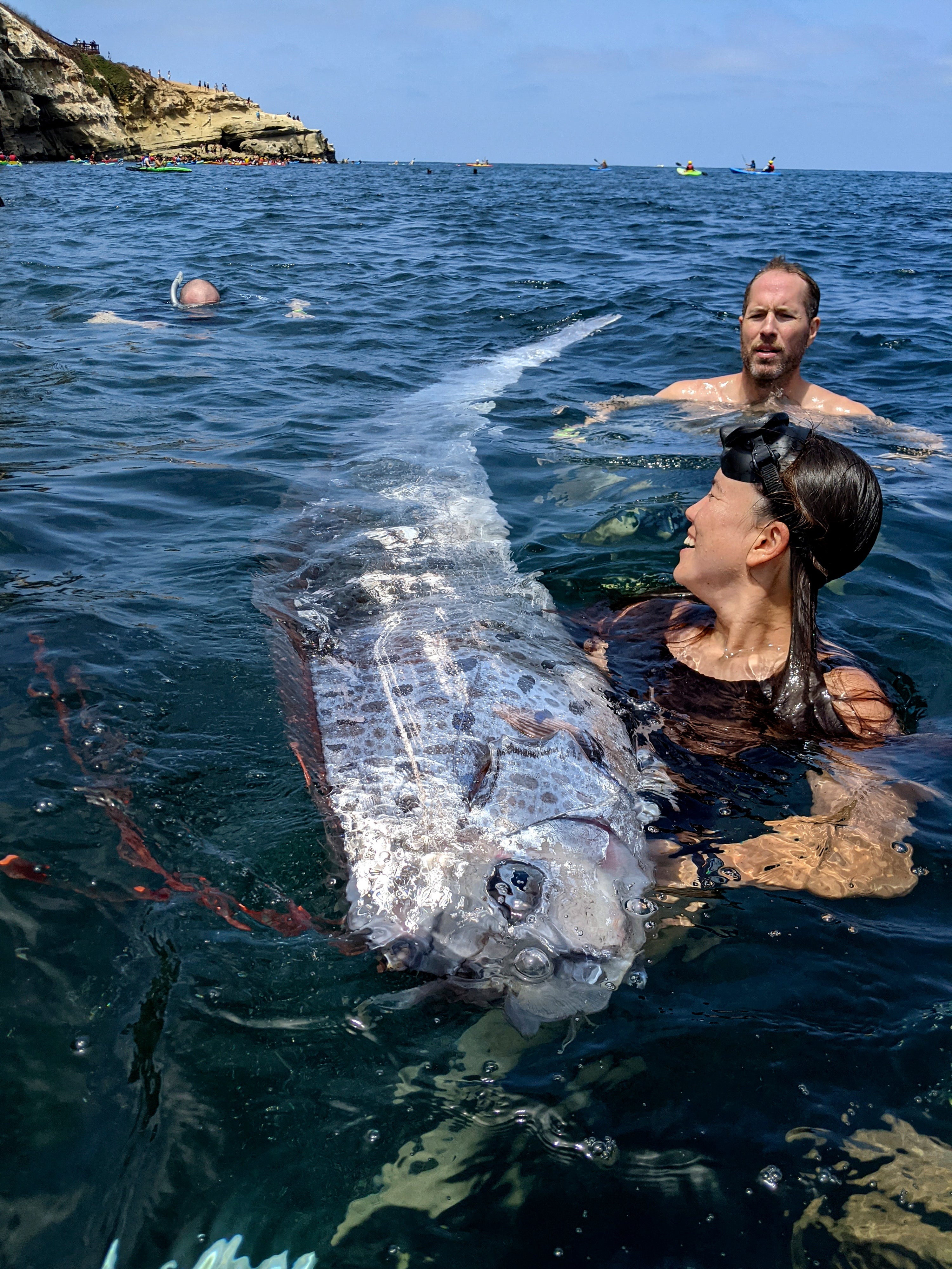 A team of researchers and science-minded snorkelers working together to recover a dead oarfish from La Jolla Cove