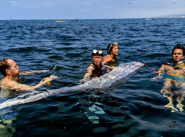 <p>Un equipo de investigadores y buceadores científicos colaboran para recuperar un pez remo muerto en la cala de La Jolla Cove, California </p>