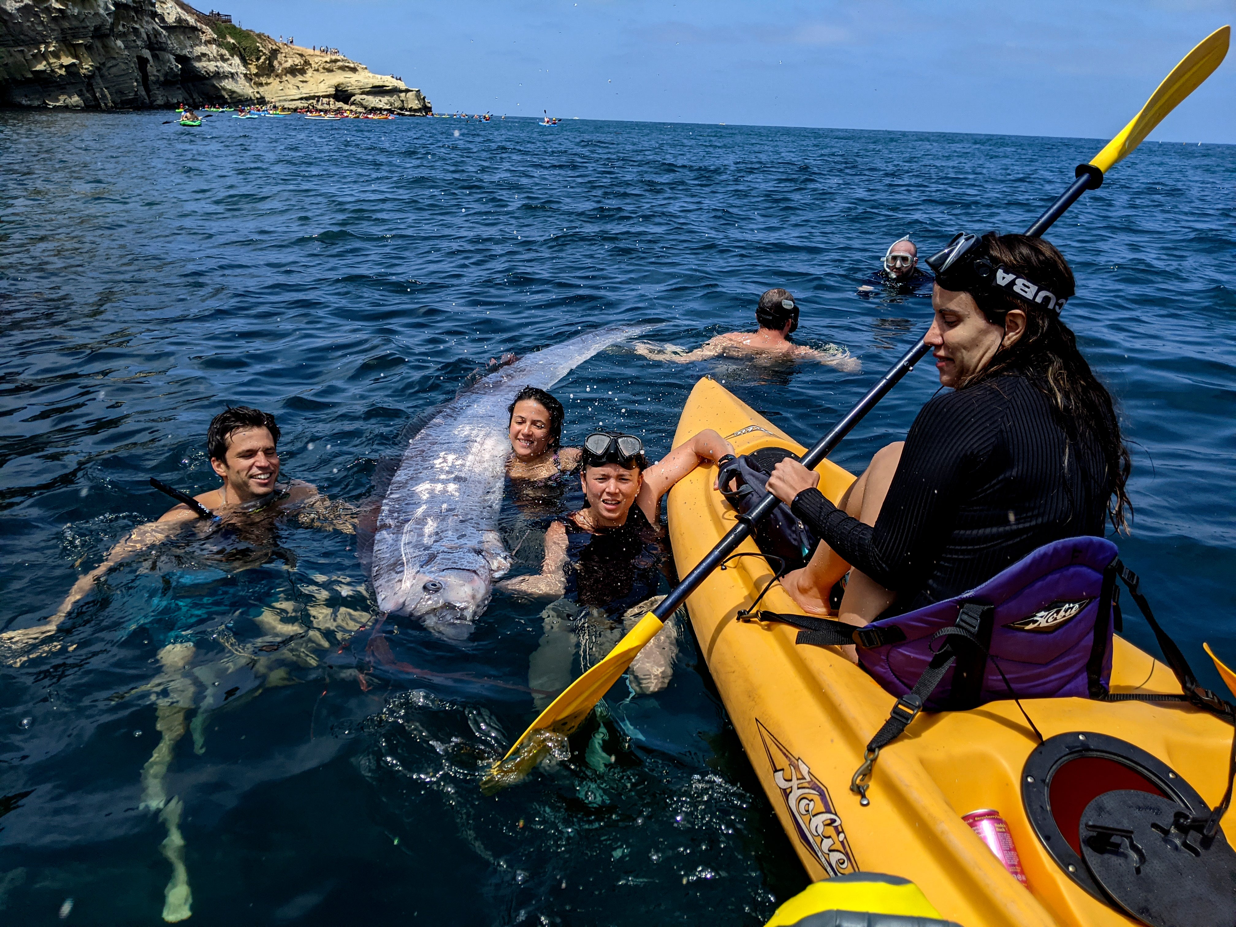 The Scripps Institution of Oceanography shows a team of researchers and science-minded snorkelers working together to recover a dead oarfish from La Jolla Cove