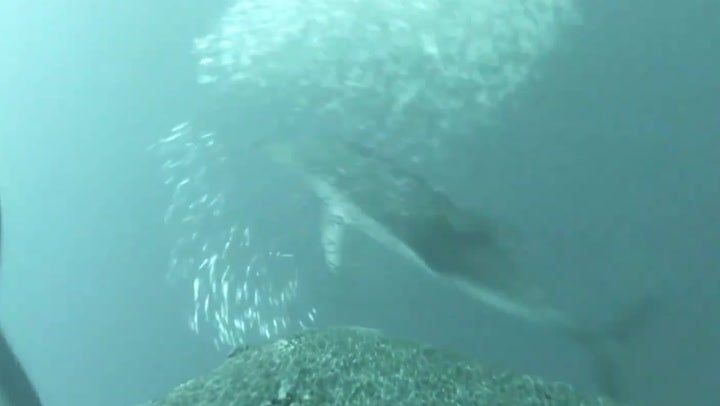 <p>Sea lions carry cameras to help scientists map ocean floor for first time.</p>