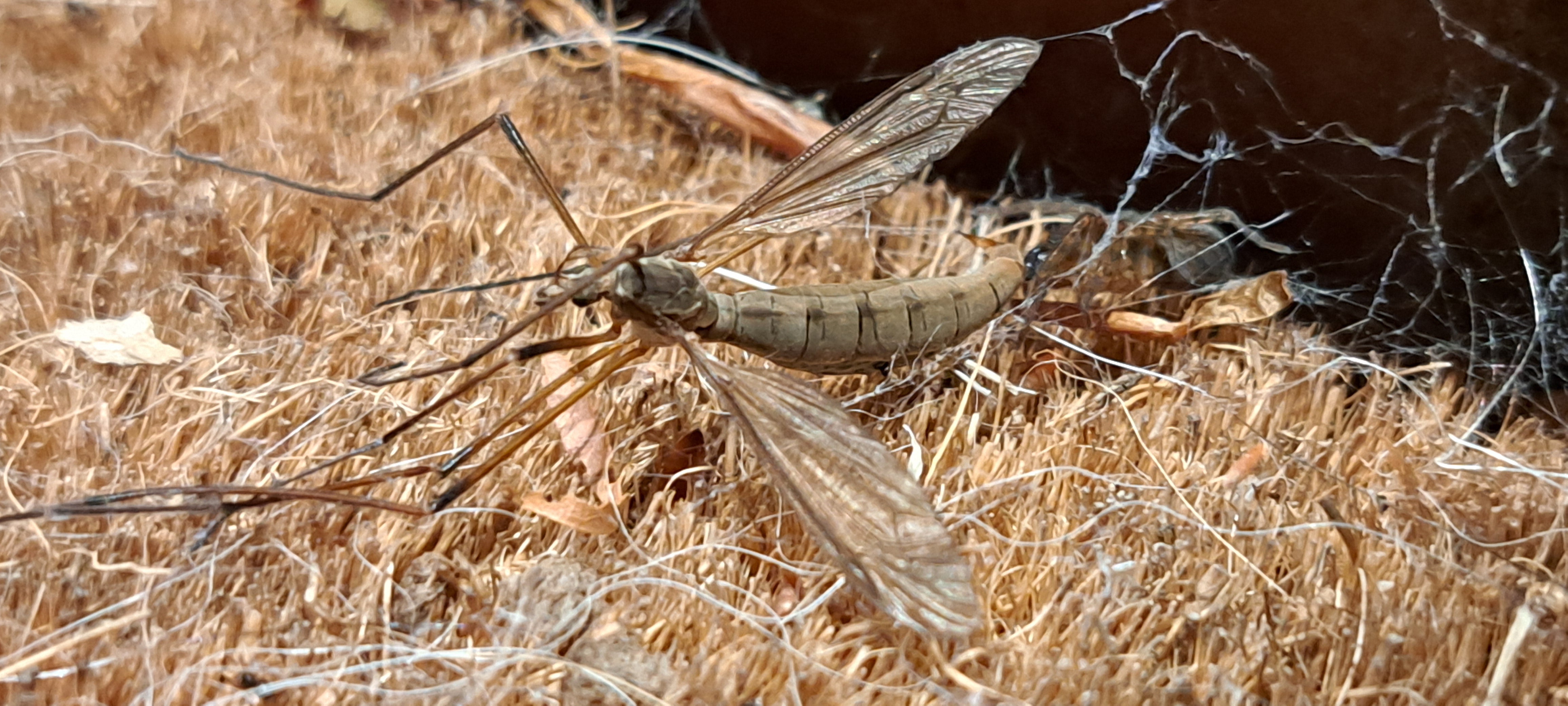 ‘I step over my threshold / To see a cranefly struggling. At first, I couldn’t understand / The smaller reason for its immobility’