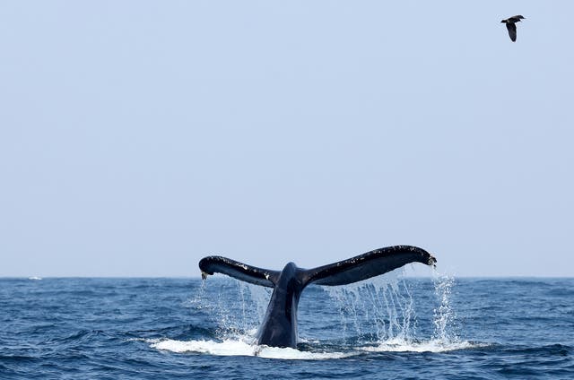 <p>File photo of a Humpback whale’s tail in the Pacific Ocean</p>