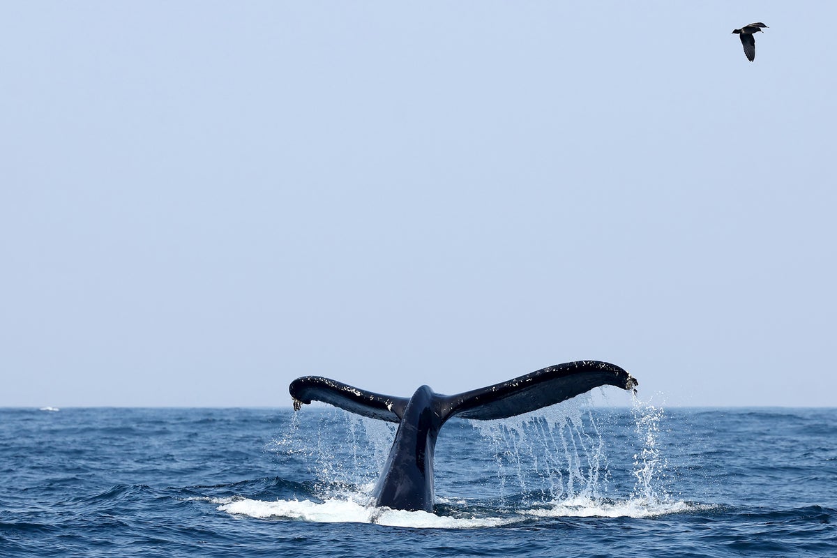 Whale sightings boom on UK coasts hints at victory for anti-hunting laws - and a climate warning