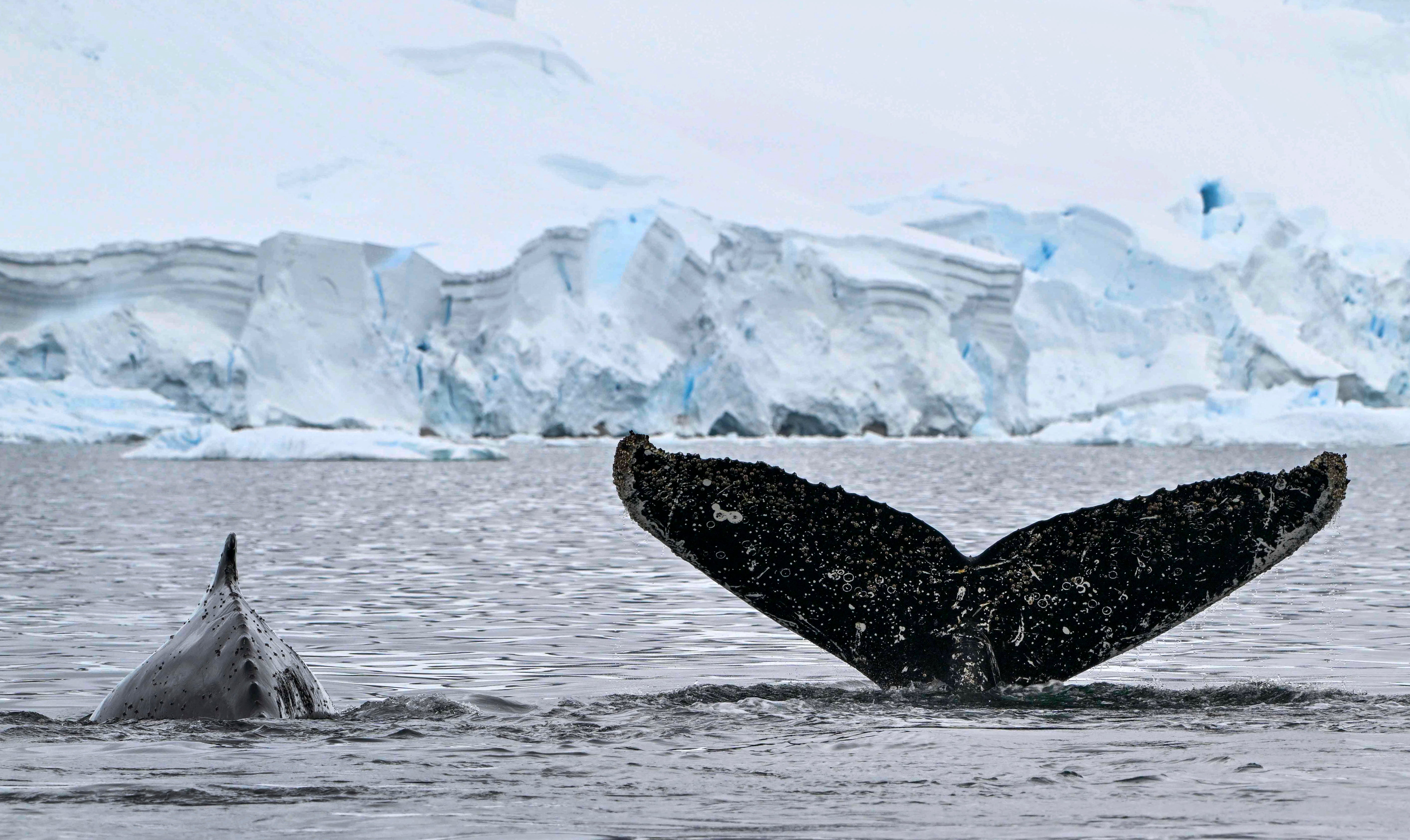 View of the tail of Humpback whale at Gerlache Strait separating Palmer Archipelago from Antarctic Peninsula