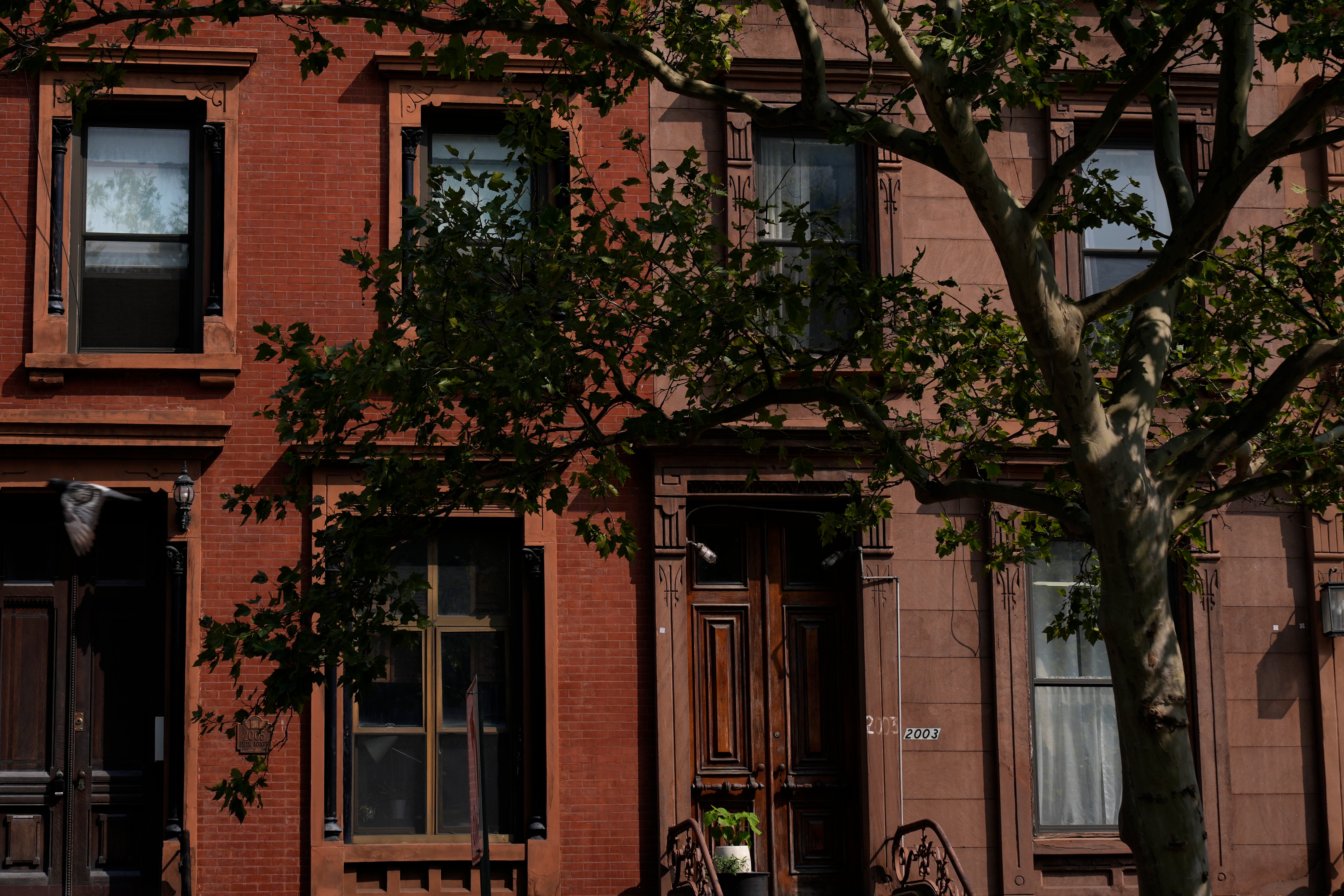 Harlem Festival Urban Activism