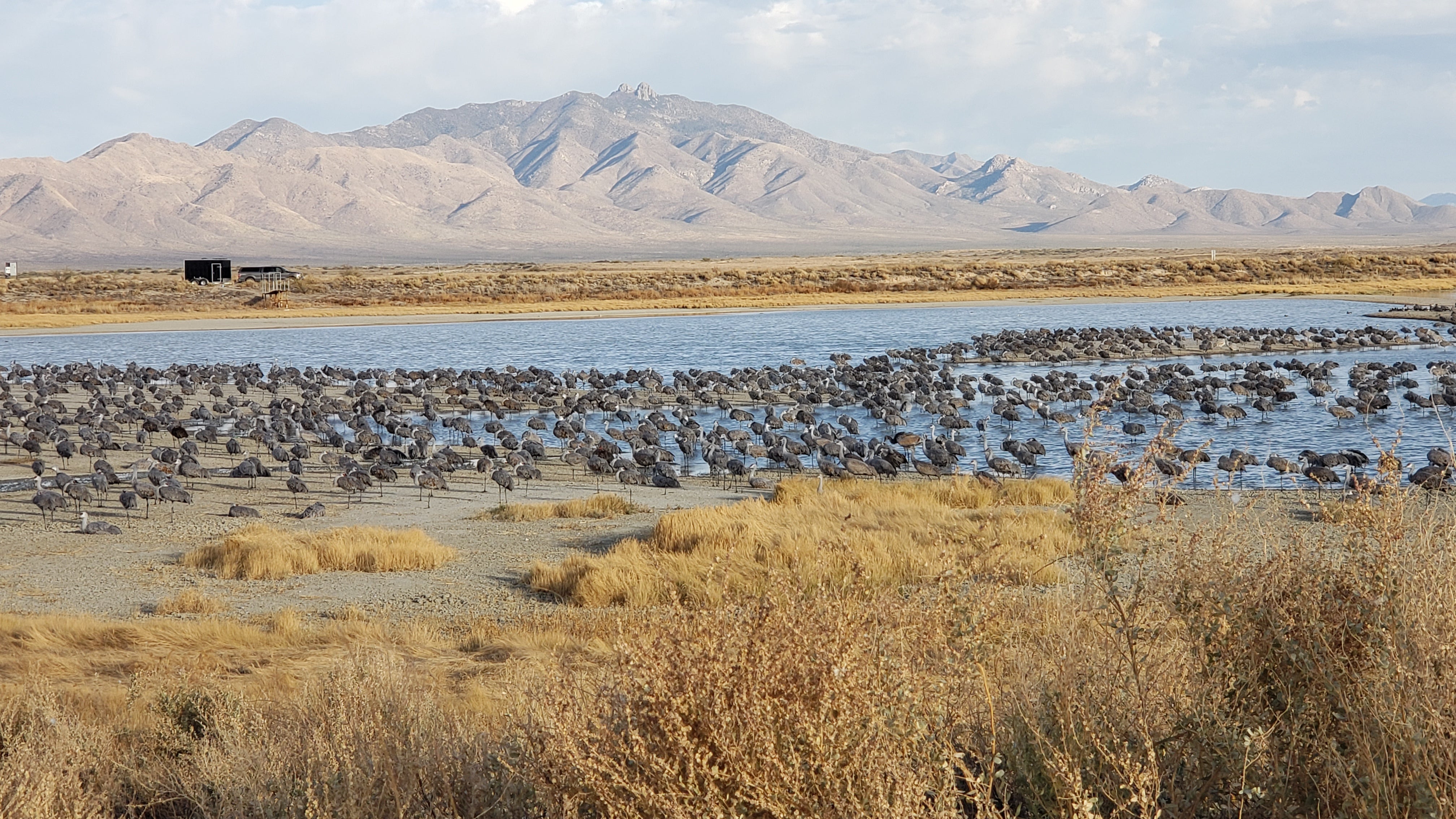 Sandhill cranes seeking warmth flock in their thousands to Willcox Playa Wildlife Area