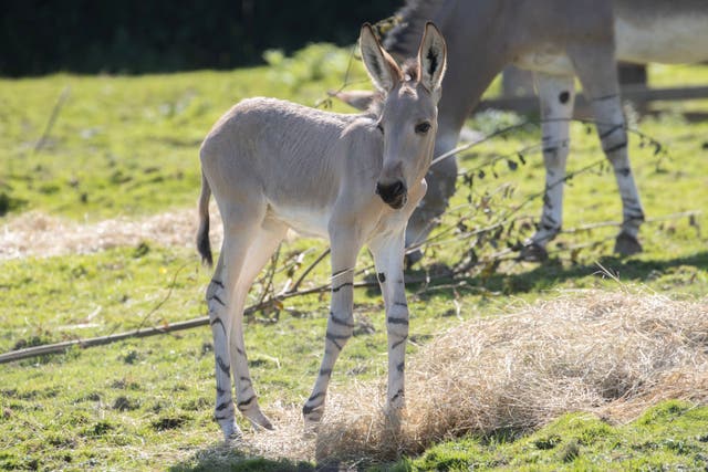 <p>With only 200 mature Somali wild asses remaining, the birth of the foal is extremely important </p>