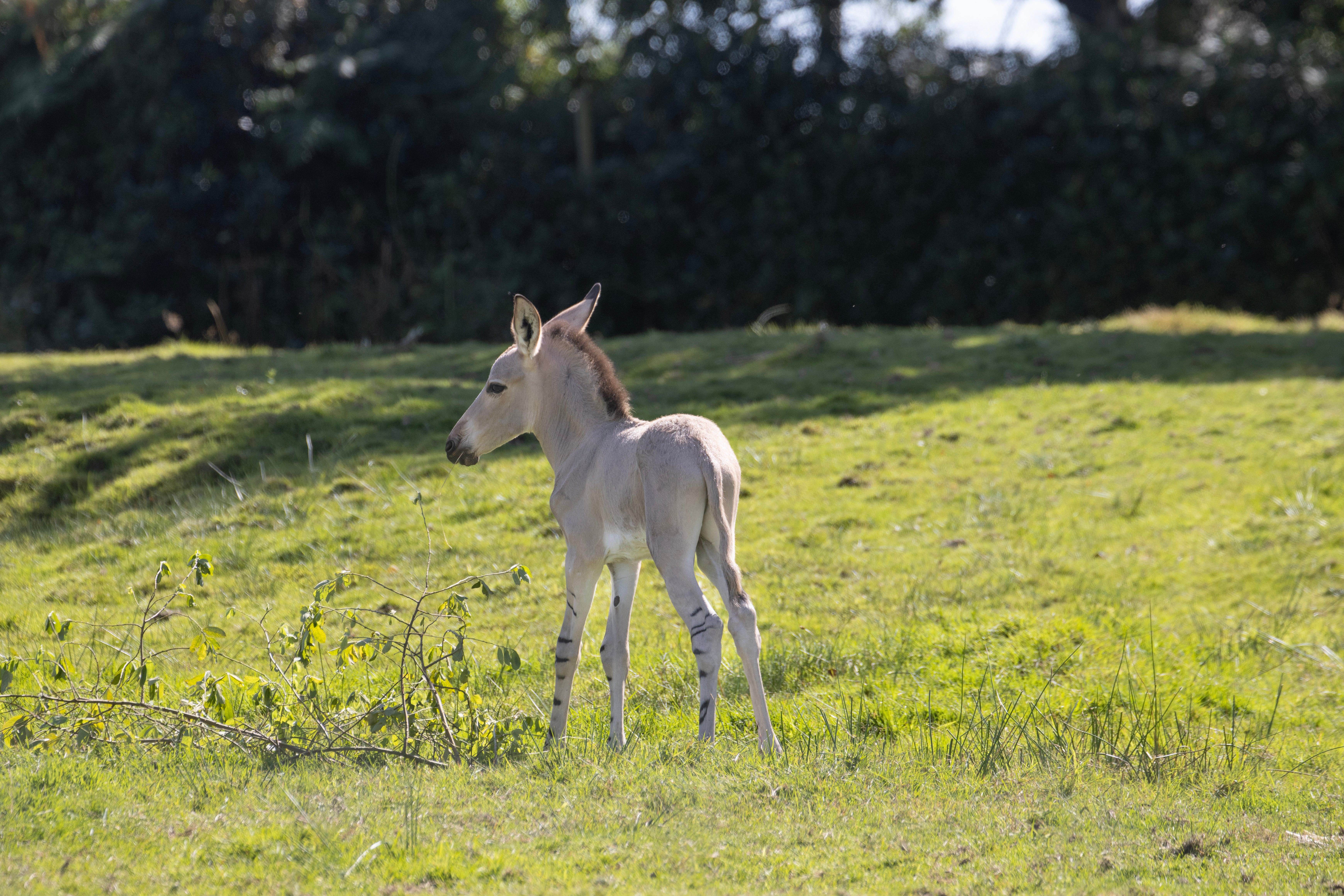 The little foal was described as ‘a bundle of energy’ by his keepers