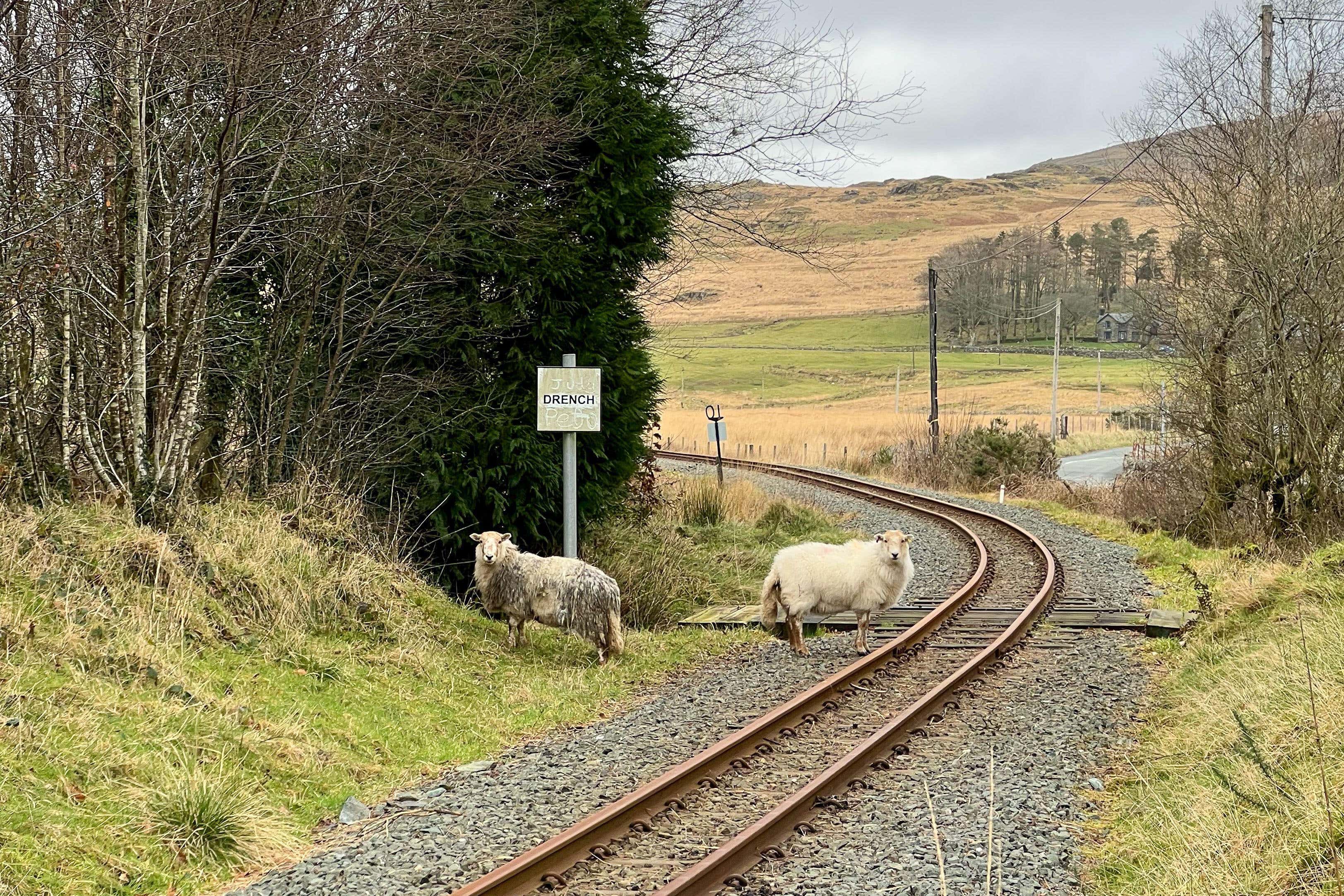 Sheep are the second most common animal trespassers (Alamy/PA)