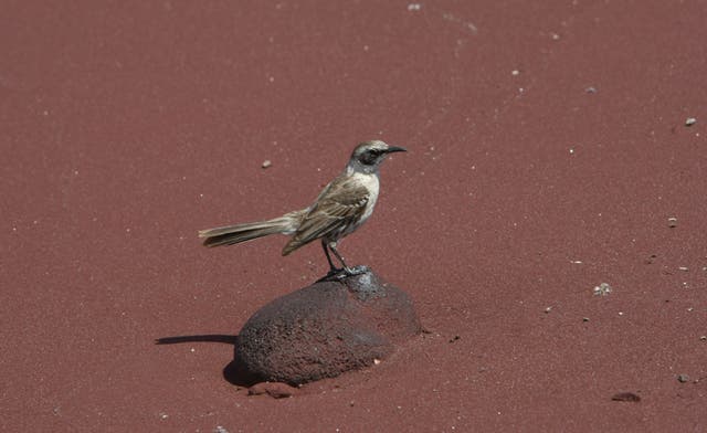 GALÁPAGOS-AVES AISLADAS