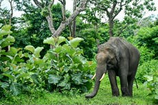 Mob kills female elephant with flaming spear in ‘revenge’ attack in India