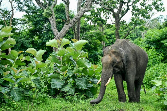 <p>An elephant in the Nilgiri Mountains, Tamil Nadu </p>