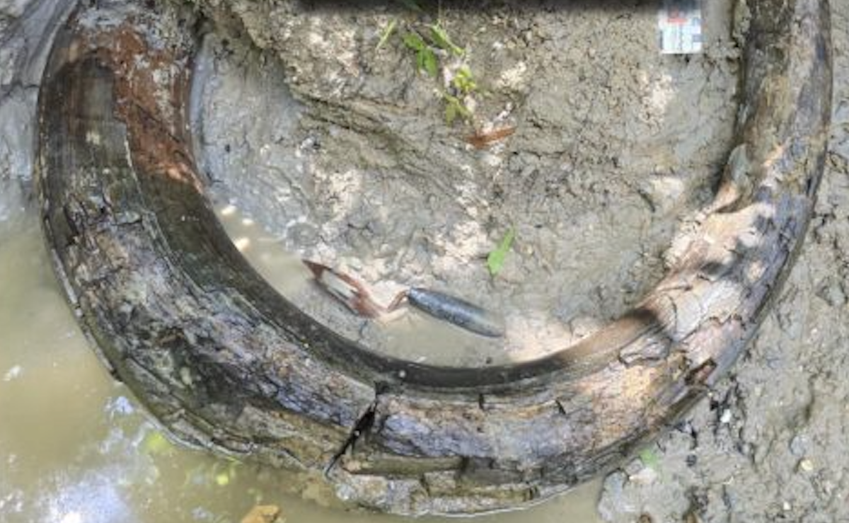 Amateur fossil hunter discovers 2.13-meter-long, fully intact tusk of a giant mammoth near the Mississippi