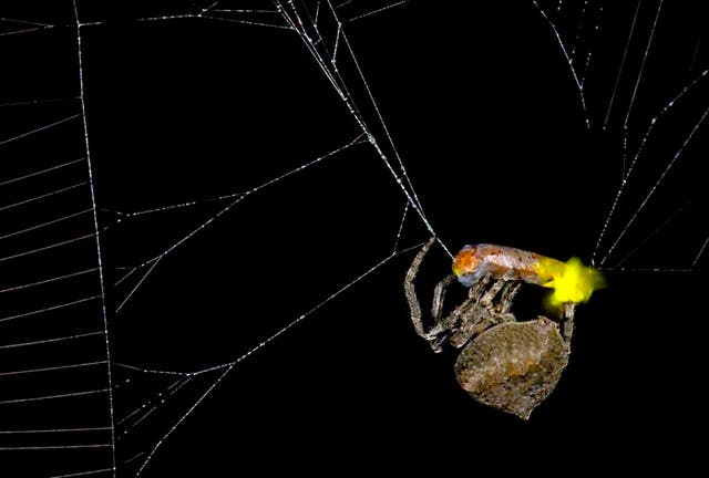 <p>Orb-weaving spider wrapping a male firefly</p>