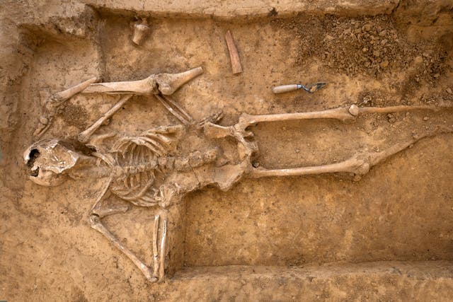 <p>The human skeleton unearthed in 2022 (Chris van Houts/PA)</p>