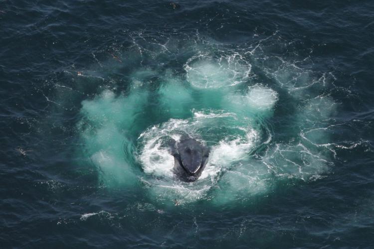 Humpback whales use bubble nets to catch many fish at once