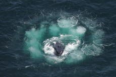 Humpback whale joins elite list of animals known to make and use tools