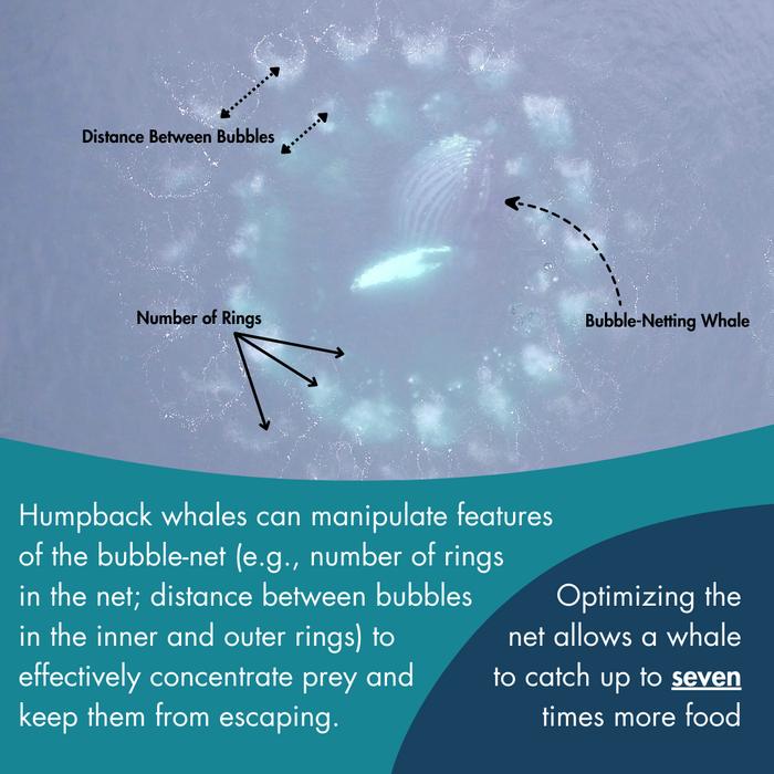 Infographic showing the characteristics of the whale-manipulated bubble net