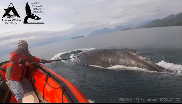 Will Gough attaches suction cup tag to a foraging humpback whale