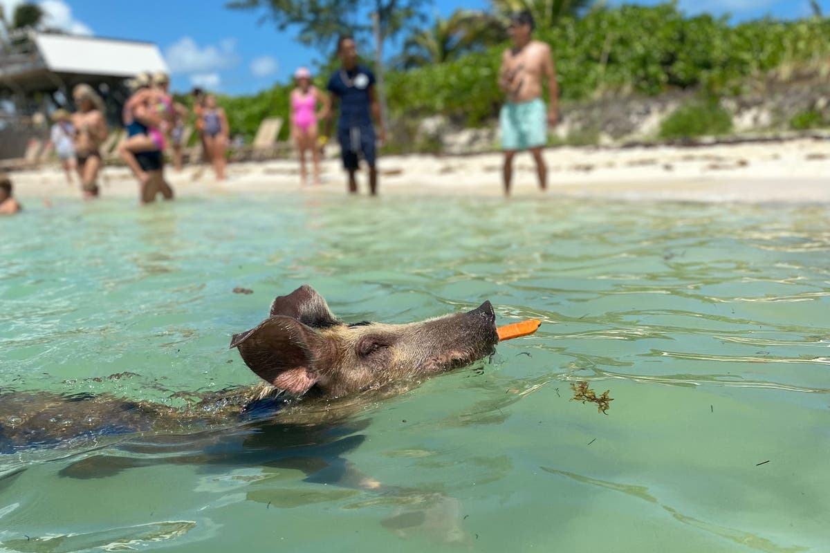 Avoid casinos and swim with pigs: How to really discover this dream holiday destination