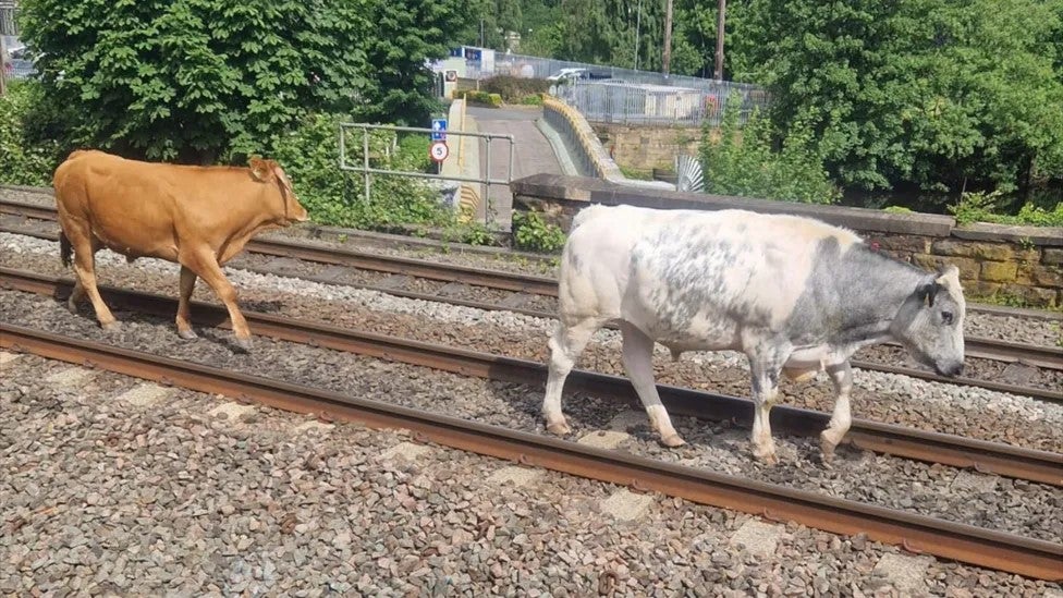 Cows, such as these near West Yorkshire, also found their way onto the train tracks