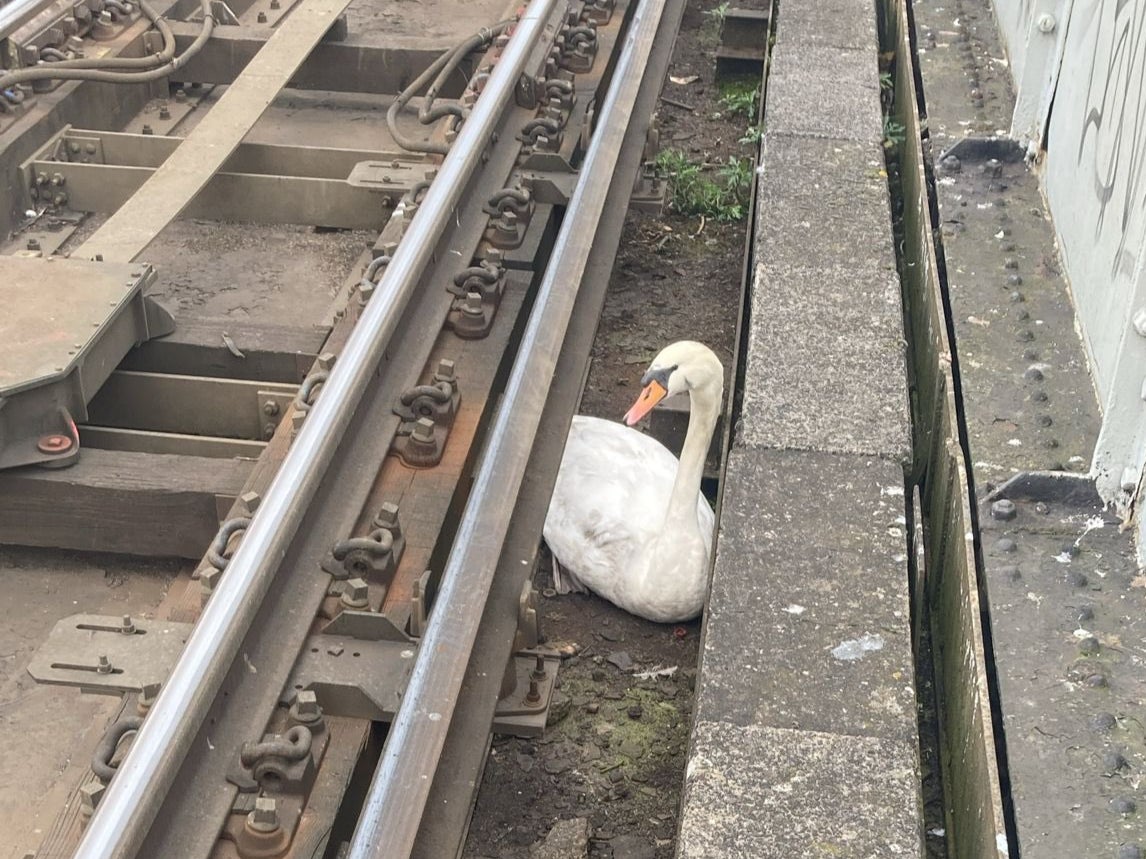 Houve cerca de 143 incidentes com cisnes nos trilhos do trem em todo o país este ano