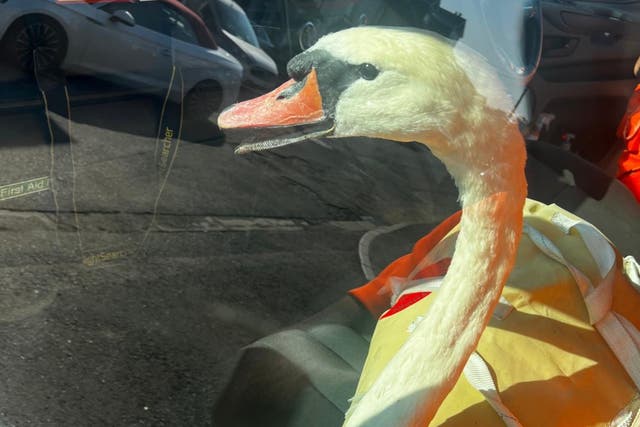 <p>Locked up:  This swan, pictured in Network Rail custody, was rescued by  mobile operational managers from a train track and would be released back into the wild </p>