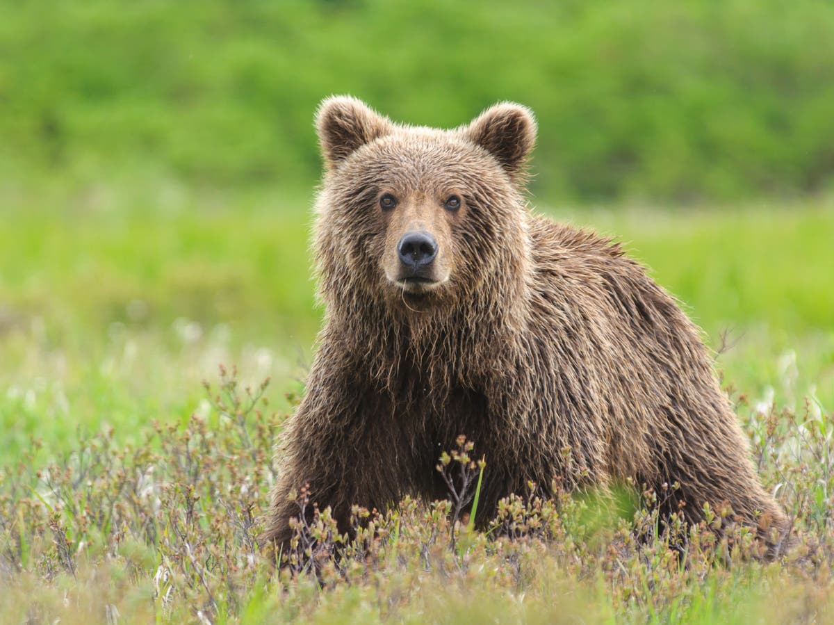 Alaska hunter mauled by bear – then accidentally shot while trying to stop the attack