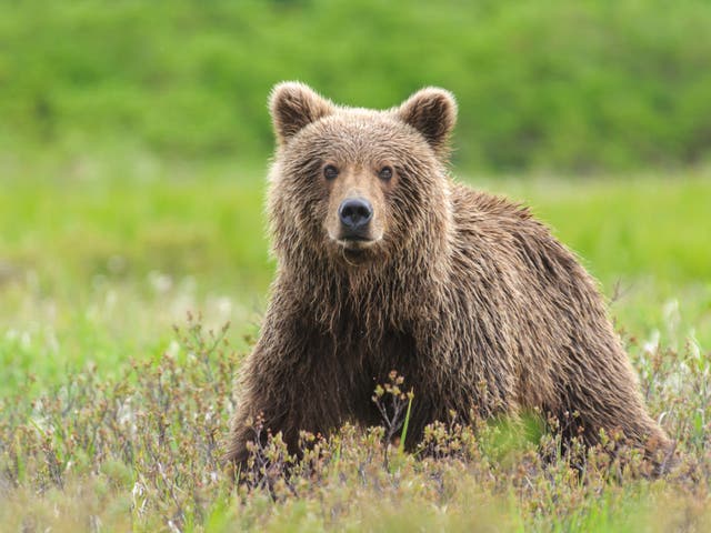 <p>A man is in hospital after he was accidentally shot as officials tried to save him from a bear attack </p>